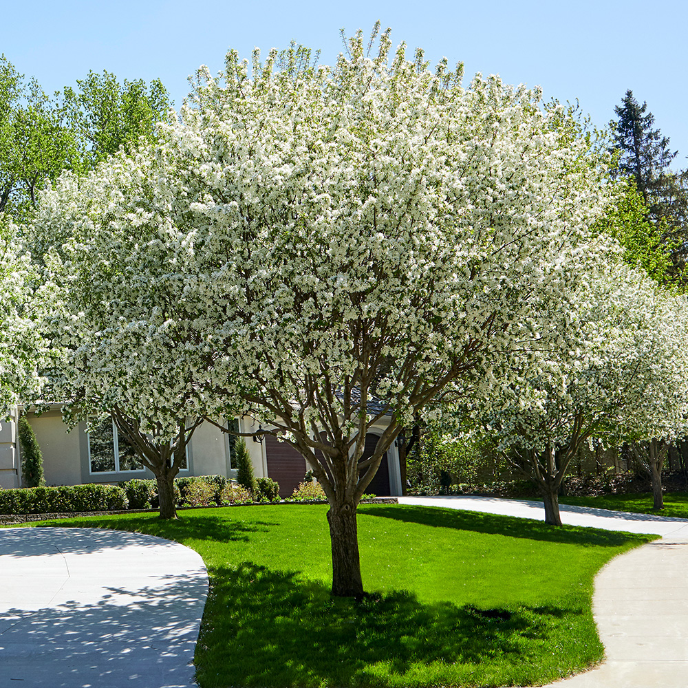 Picture for category Flowering Trees